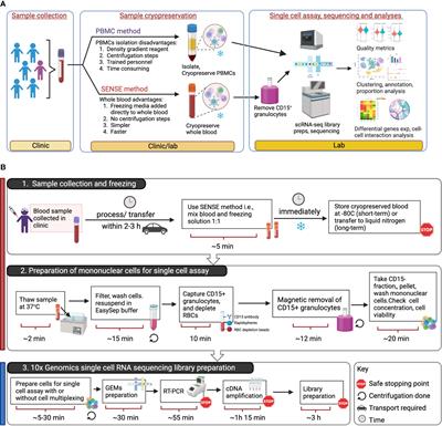 The Simple prEservatioN of Single cElls method for cryopreservation enables the generation of single-cell immune profiles from whole blood